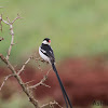 Pin-tailed Whydah