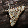 Glyphodes moth