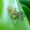 Jumping Spider Feeding on Another Spider