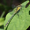 Black-shouldered Spinyleg Dragonfly