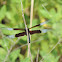 Widow Skimmer Dragonfly (male)