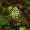 Spiked Rampion