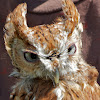 Eastern Screech-Owl (female)