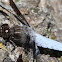 Whitetail Dragonfly