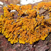 Yellow-orange beach lichen