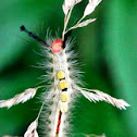 White-marked tussock moth