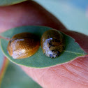 Tortoise Leaf Beetle - male & female