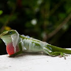 Carolina Anole Shedding