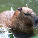 Capybara