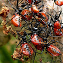 Wheel bug nymph nest