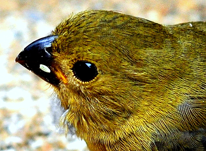 young Olive Tanager