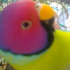 plum headed parakeet