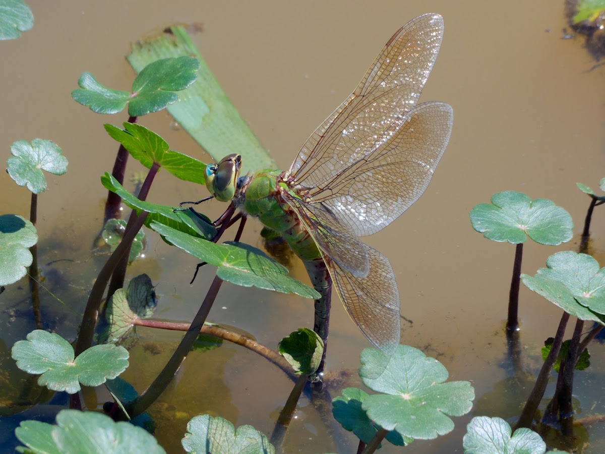 Common Green Darner dragonfly (female, oviposition)