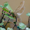 Common Green Darner dragonfly (female, oviposition)
