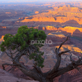 Sunrise over Dead Horse Point by Flavio Mini - Landscapes Deserts