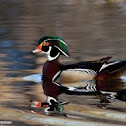 Wood Duck