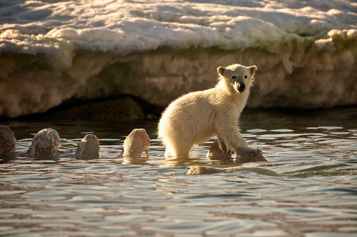 Svalbard-Fram-polar-bear-cub-water - Follow young polar bears as they take to water during your voyage to Norway's Svalbard islands on Hurtigruten's cruise ship Fram.