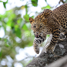 Leopard Snarl by Nimit Virdi - Animals Lions, Tigers & Big Cats