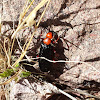 Desert Blister Beetle