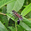 Vespa (Paper wasp)