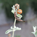 Crab spider with butterfly