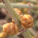 California Ephedra