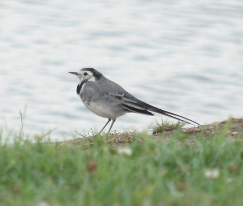 White Wagtail (Witte kwikstaart)