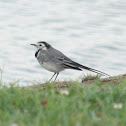 White Wagtail (Witte kwikstaart)