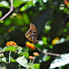 Mexican Silverspot Butterfly