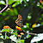 Mexican Silverspot Butterfly