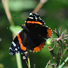 Red Admiral