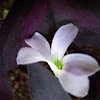 Love Plant, Purple Shamrock, False Shamrock