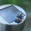 Banded Net Winged Beetle
