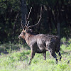 Javan Deer - Male
