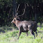 Javan Deer - Male