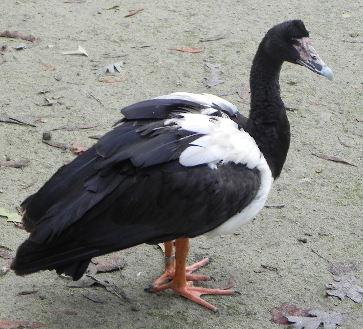 Magpie Goose