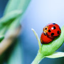 red spoted lady bug