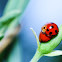red spoted lady bug