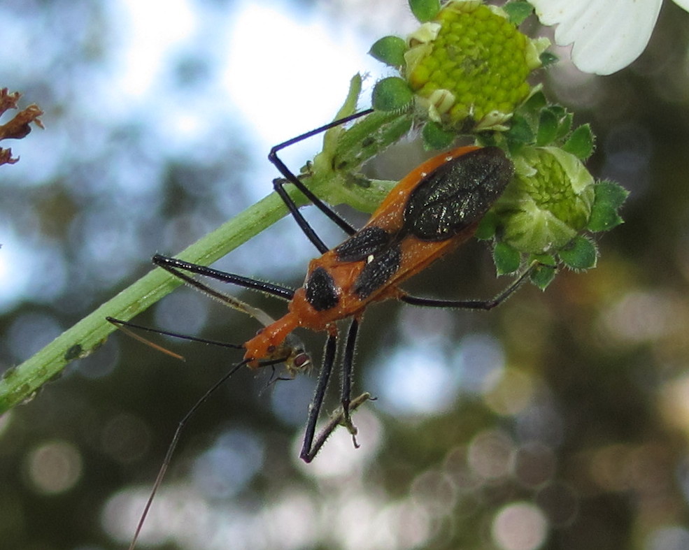 Milkweed Assassin Bug (with prey)