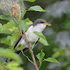 yellow billed cuckoo