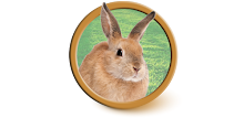 Bunny Matching APK