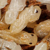 Ant Larvae