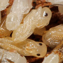 Ant Larvae