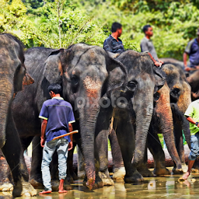  elephant  by Justani Joni - Animals Other