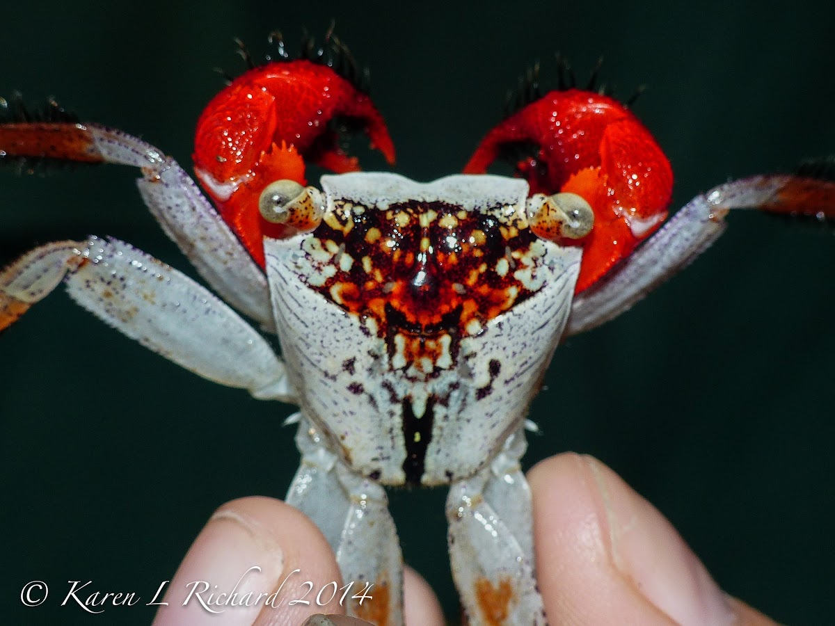 Tiger face crab