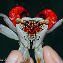 Tiger face crab