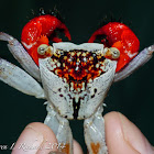 Tiger face crab