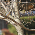 Eastern Bluebird & American Goldfinch
