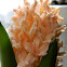 HYACINTHUS