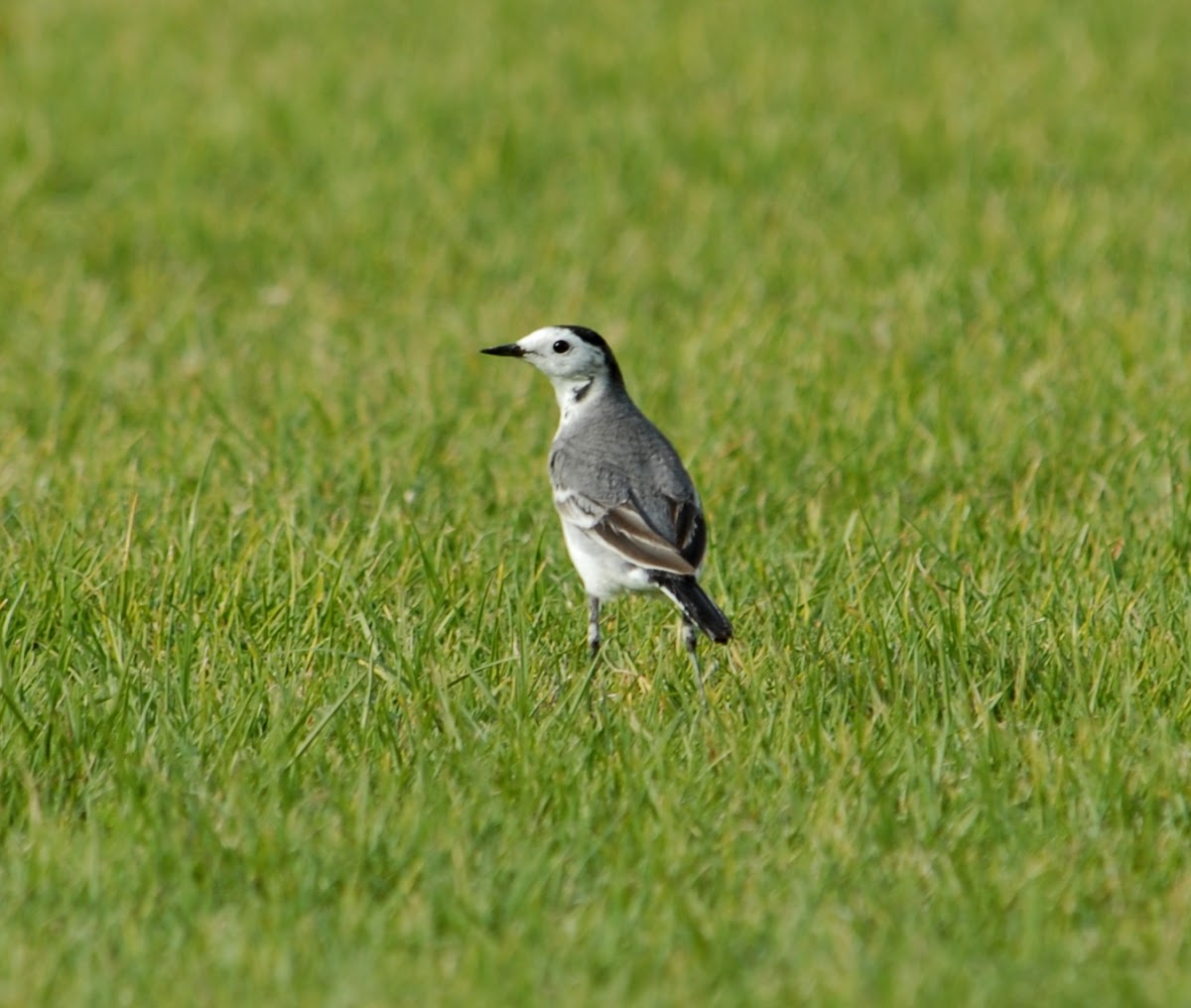 Wagtail - White Wagtail